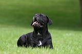 CANE CORSO 1186